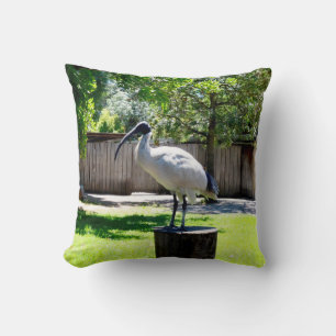 Coussin Poulet À Bin (ibis) Sur Une Pompe D'Arbre,