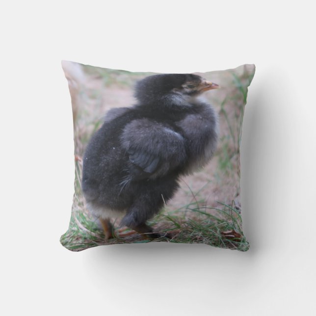 Coussin poulet, poussins, poulets, poussins, animal, oisea (Recto)