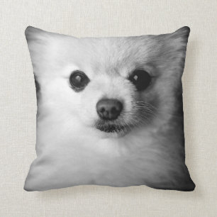 Coussin précieux de Pomeranian
