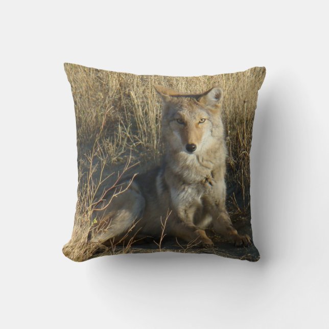 Coussin R15 Coyote Laying (Recto)