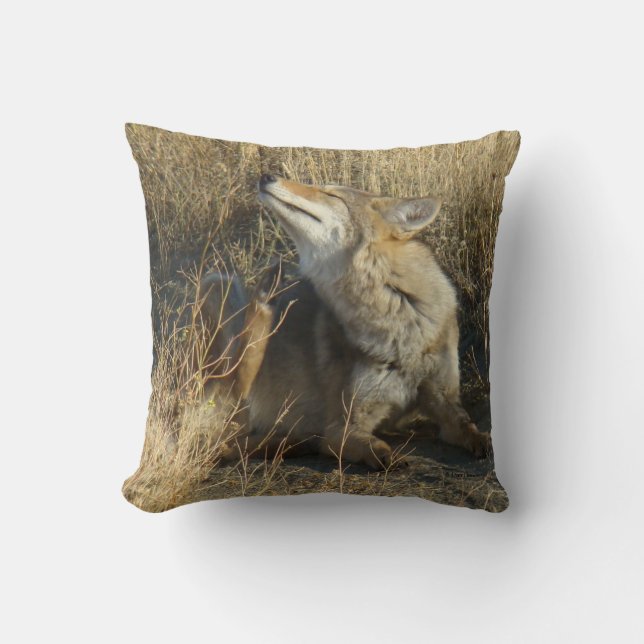 Coussin R17 Coyote qui gratte (Recto)