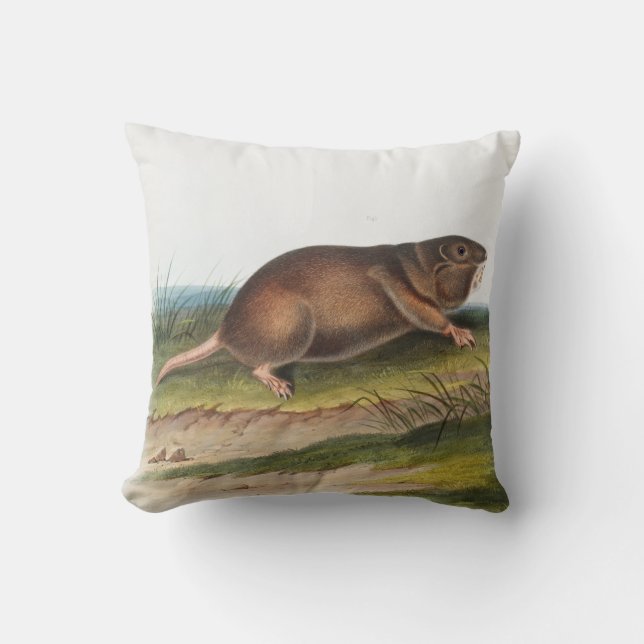 Coussin Rat Poché Sud, Schrew Mole Illustration (Recto)