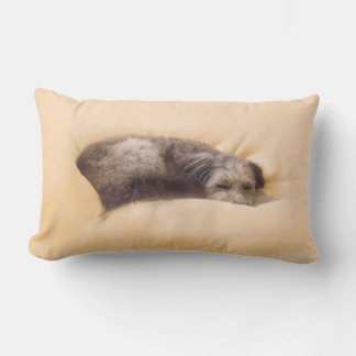 COUSSIN RECTANGLE 犬の眠り