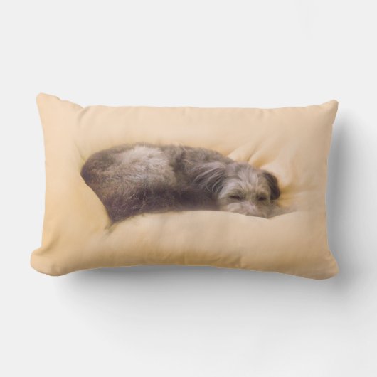 COUSSIN RECTANGLE 犬の眠り (Recto)