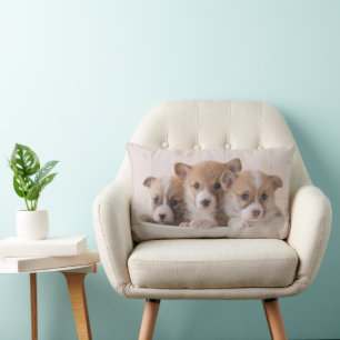 Coussin Rectangle Animaux de bébés cutest Cute Corgi Chipies dans