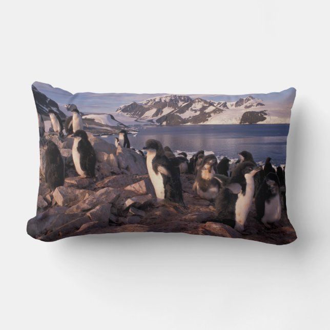 Coussin Rectangle Antarctique, poussins de manchots Adélie (Recto)