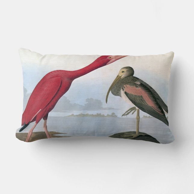 Coussin Rectangle Audubon : Écarlate IBIS (Recto)