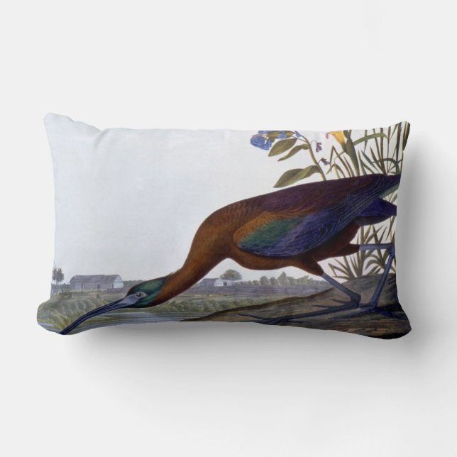 Coussin Rectangle Audubon : IBIS brillant (Recto)