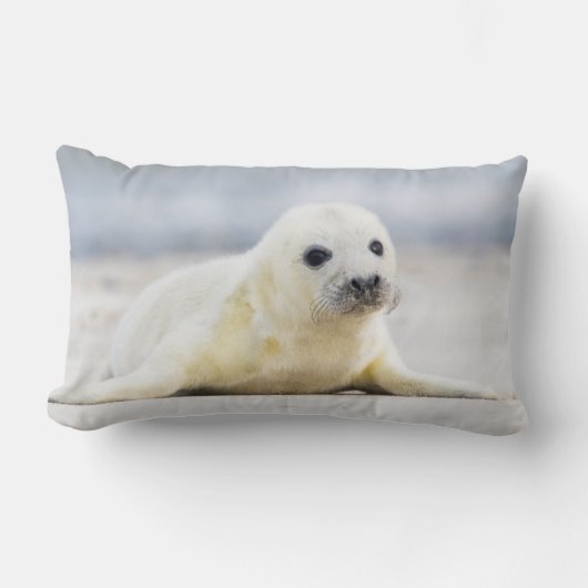 Coussin Rectangle Bébé phoque des images | de Getty (Recto)