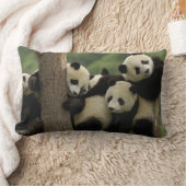 Coussin Rectangle Bébés pandas géants Ailuropoda melanoleuca) (Couverture)