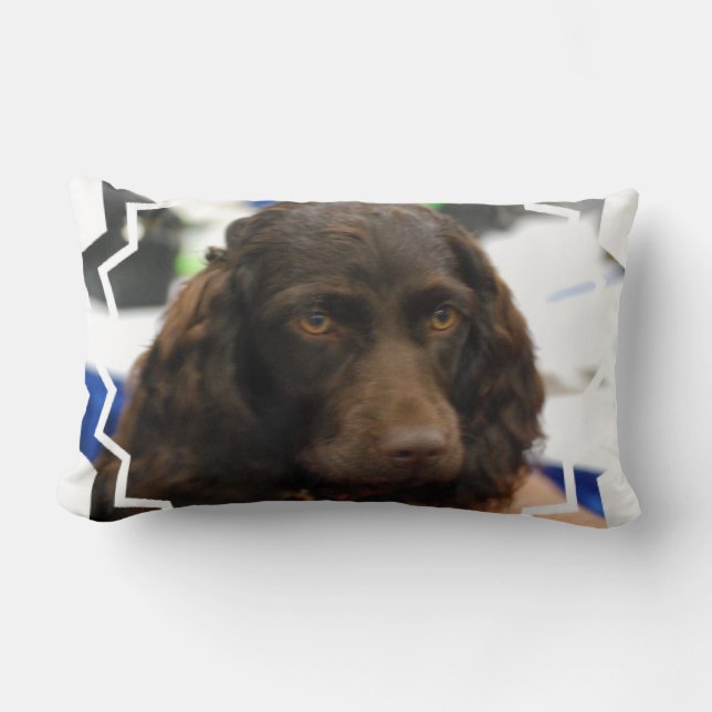 Coussin Rectangle boykin-spaniel-2.jpg (Recto)