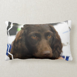 Coussin Rectangle boykin-spaniel-2.jpg