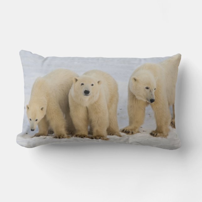 Coussin Rectangle Canada, baie d'Hudson. Ours polaire mère avec deux (Recto)