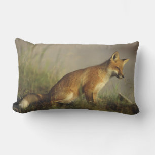 Coussin Rectangle Canada, Québec. Jeune renard roux au lever du sole