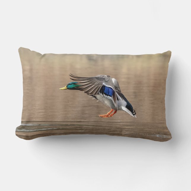 Coussin Rectangle Canard de Mallard en vol (Recto)