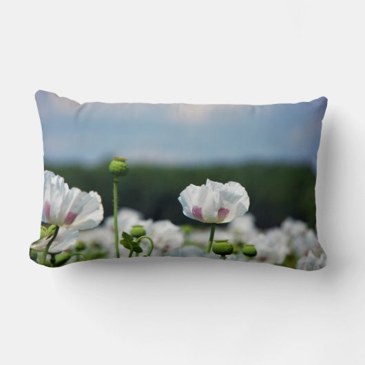 Coussin Rectangle Champ de fleurs, fleur de pavot somnifère. (Recto)