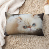Coussin Rectangle Chat dans une boîte (Couverture)