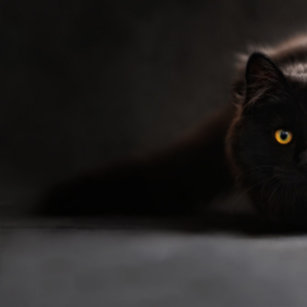 Coussin Rectangle chat noir mignon