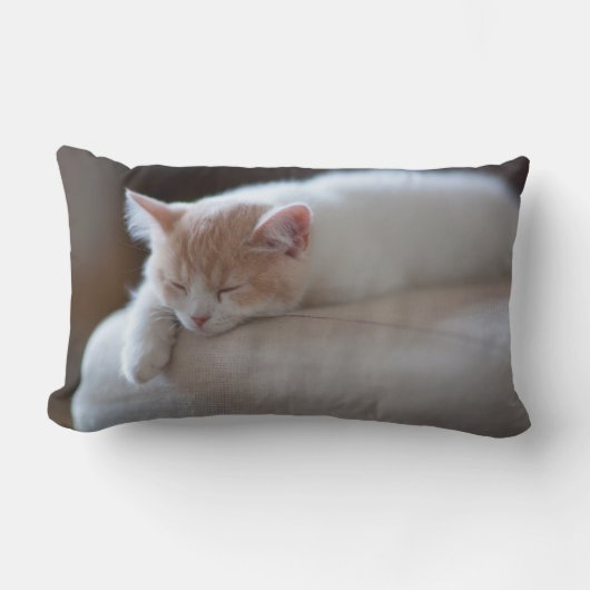 Coussin Rectangle Chaton beige et blanc fatigué (Recto)