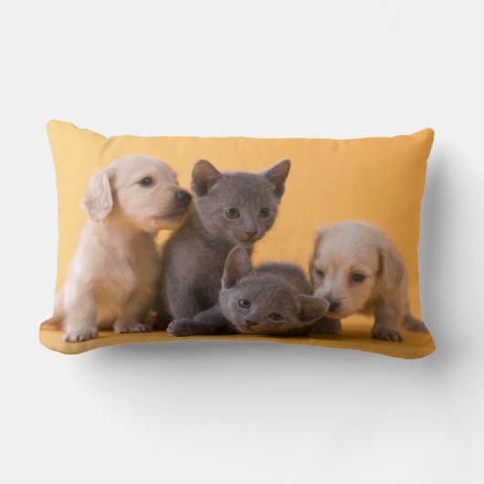 Coussin Rectangle Chatons et chiots bleus russes de teckel (Recto)