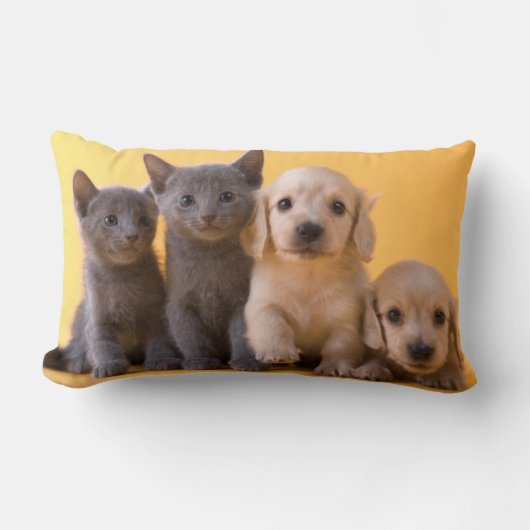 Coussin Rectangle Chatons et chiots bleus russes de teckel (Recto)