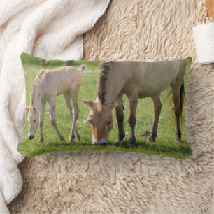 Coussin Rectangle Cheval de Przewalski et poulain en pâture