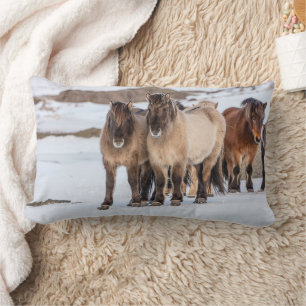 Coussin Rectangle Chevaux islandais en hiver près de Hofn, Islande