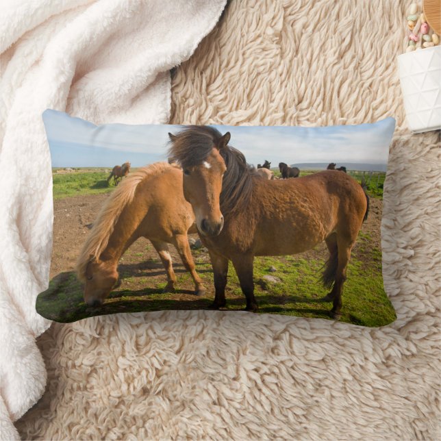 Coussin Rectangle Chevaux islandais paissent (Couverture)