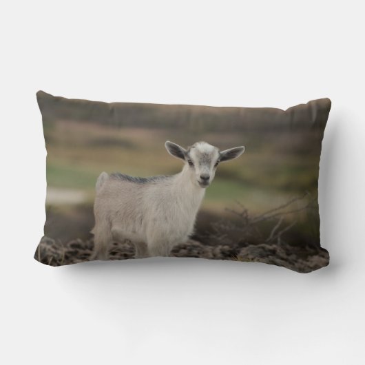 Coussin Rectangle Chèvre adorable d'enfant (Verso)