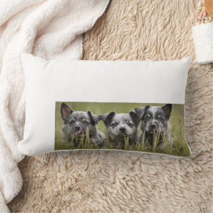 Coussin Rectangle Chien de bétail australien chiot Blue Heeler Thail