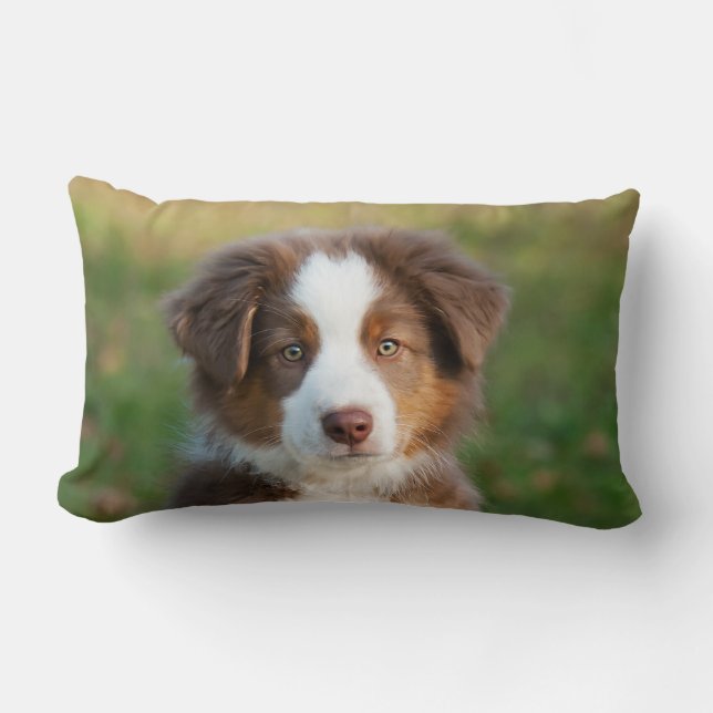 Coussin Rectangle Chiot australien mignon de berger (Recto)
