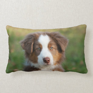 Coussin Rectangle Chiot australien mignon de berger