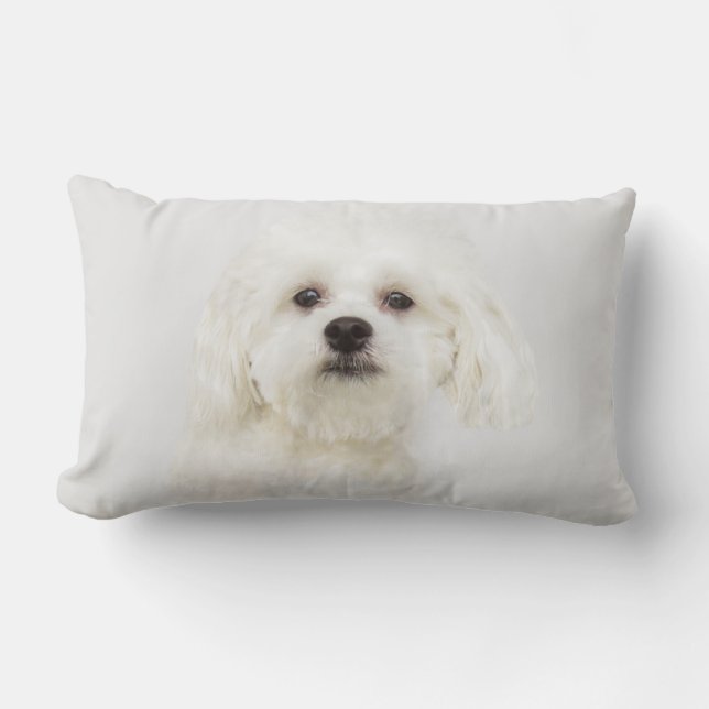 Coussin Rectangle Chiot maltais (Recto)