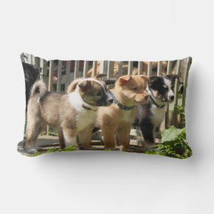 Coussin Rectangle chiots d'Islande