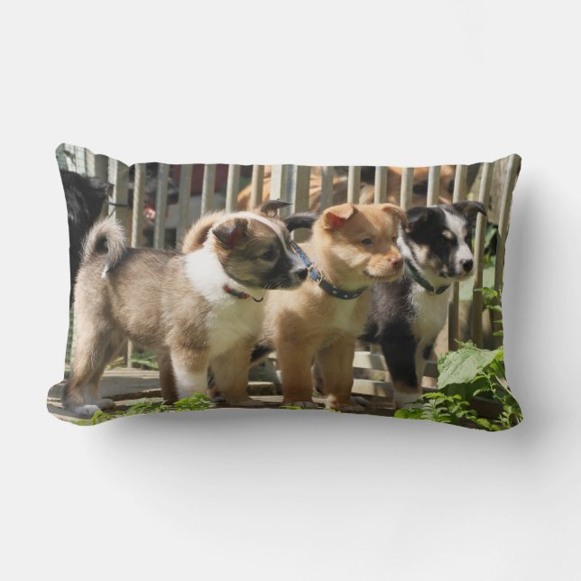 Coussin Rectangle chiots d'Islande (Recto)