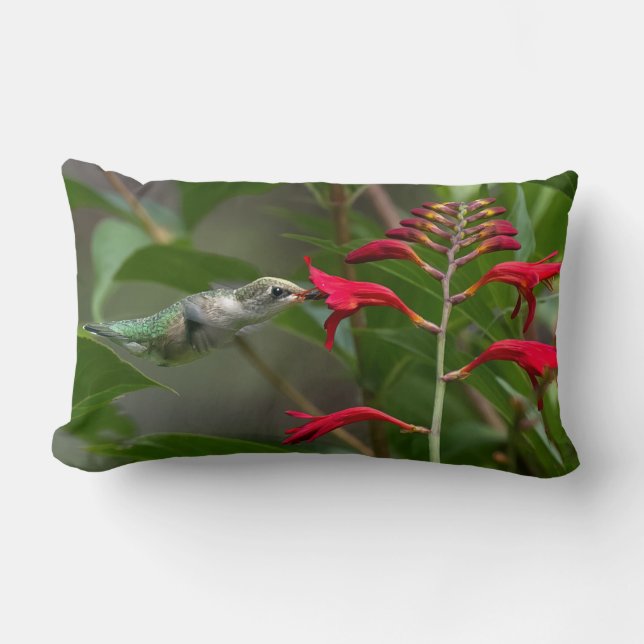 Coussin Rectangle Colibri se nourrissant au crocosmia rouge (Recto)