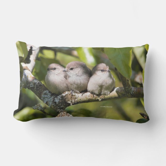 Coussin Rectangle Cute Baby Bushtit Songbirds (Recto)
