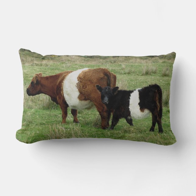 Coussin Rectangle Darmoor a ceinturé la vache et le veau à Galloway (Recto)