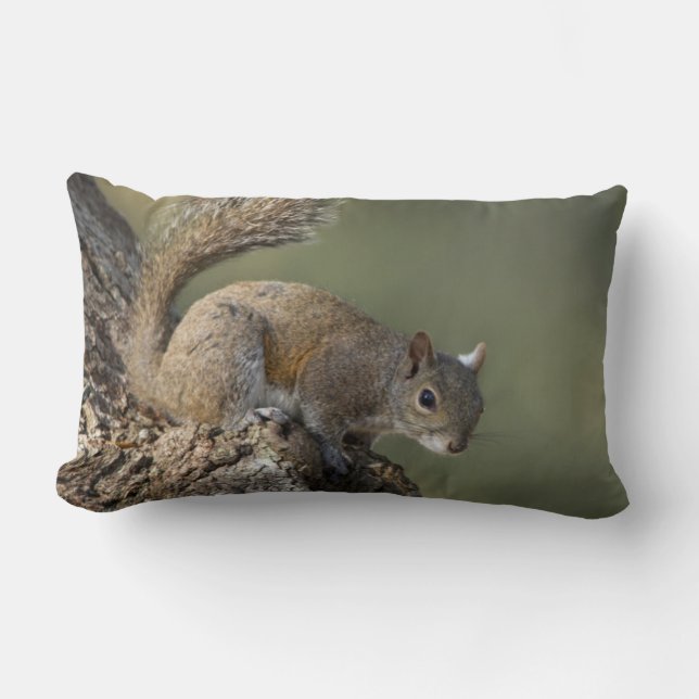 Coussin Rectangle Écureuil gris de l'Est, ou écureuil gris (Recto)