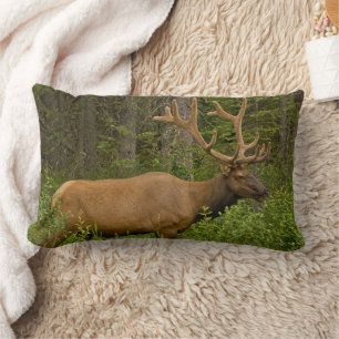 Coussin Rectangle Élan mâle   Parc national Banff, Alberta, Canada