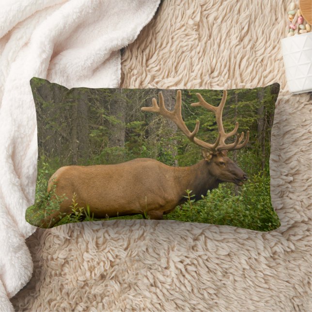 Coussin Rectangle Elk mâle | Parc national Banff, Alberta, Canada (Couverture)