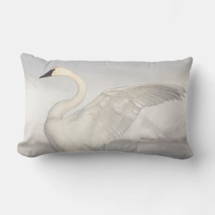Coussin Rectangle États-Unis, Wyoming, Trumpeter Swan stretches wing