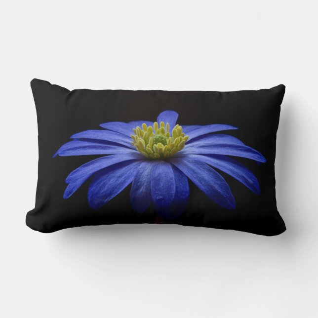 Coussin Rectangle Fleur Gerbera Blue Daisy sur un arrière - plan noi (Recto)