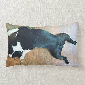 Coussin Rectangle Floc Boston Terrier
