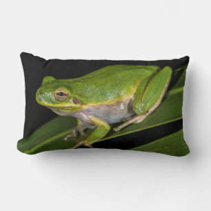 Coussin Rectangle Grenouille verte américaine (Hyla cinerea) 2