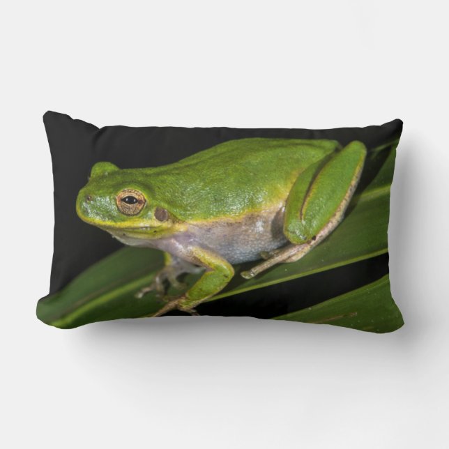 Coussin Rectangle Grenouille verte américaine (Hyla cinerea) 2 (Recto)
