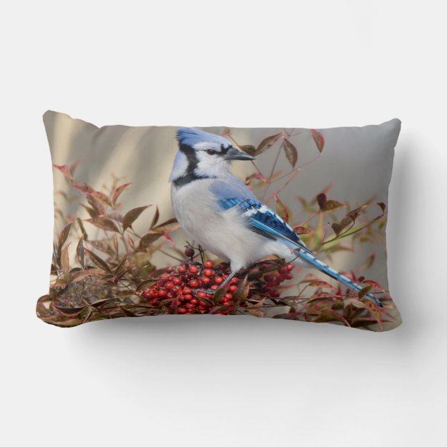Coussin Rectangle Jay Bleu à Nandina Bambou paradisiaque (Recto)