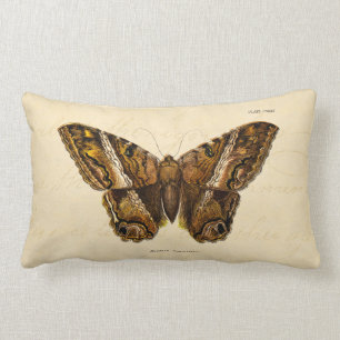 Coussin Rectangle Les 1800s vintages brunissent le papillon brouillé