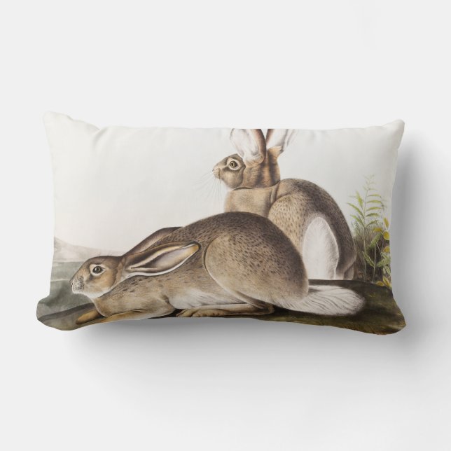 Coussin Rectangle Lièvre des Rocheuses de Townsend (Lepus Townsendii (Recto)