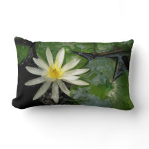 Lys d'eau blanche | Green Lily Pads photo